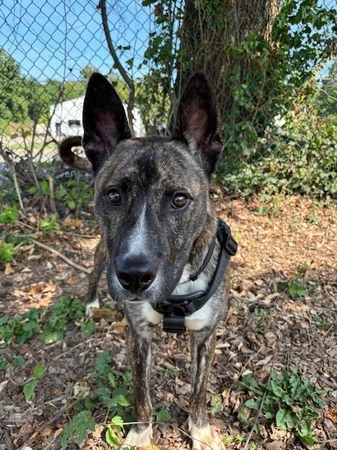 A young medium-sized male Pit Bull Terrier dog named Apollo the younger for adoption in Bloomington, IN