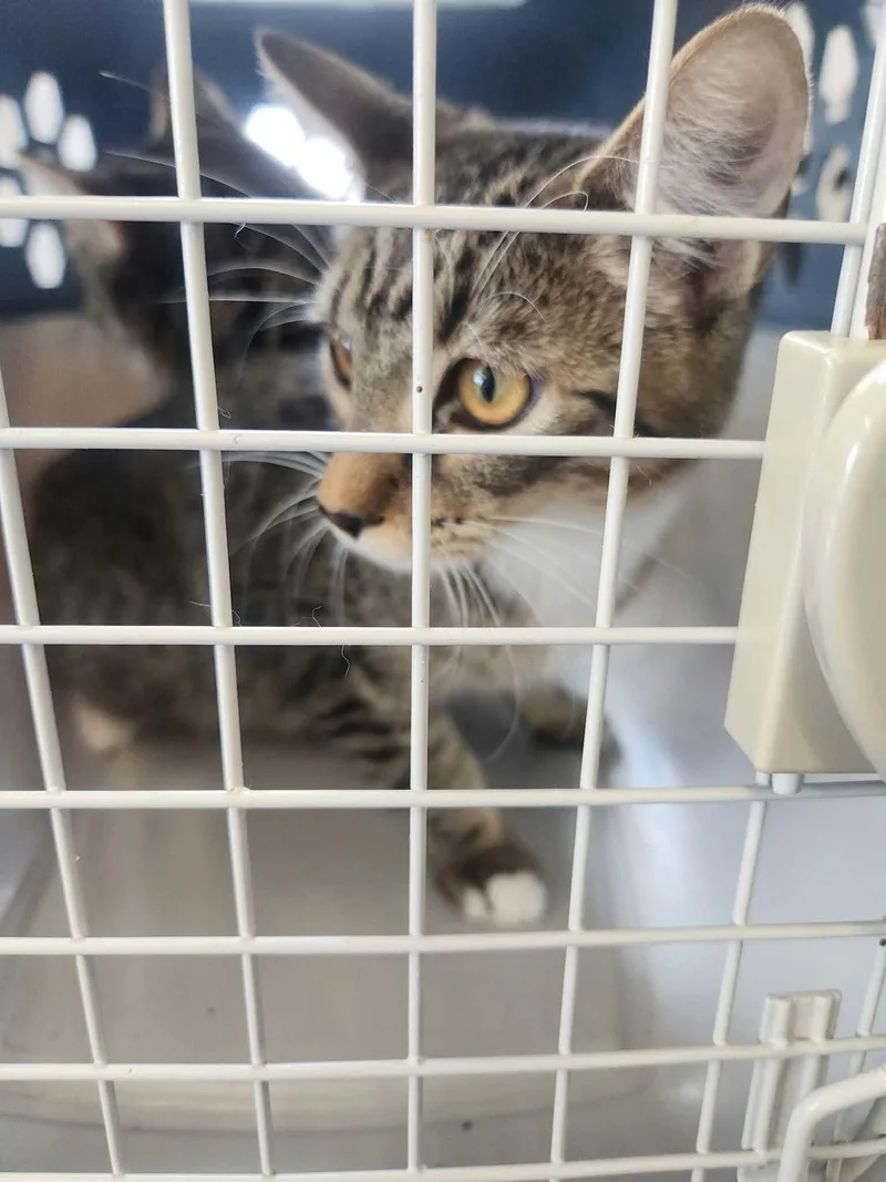 A young small-sized female Tabby (Orange / Red) Domestic Short Hair cat named Goldie for adoption in Kingman, AZ