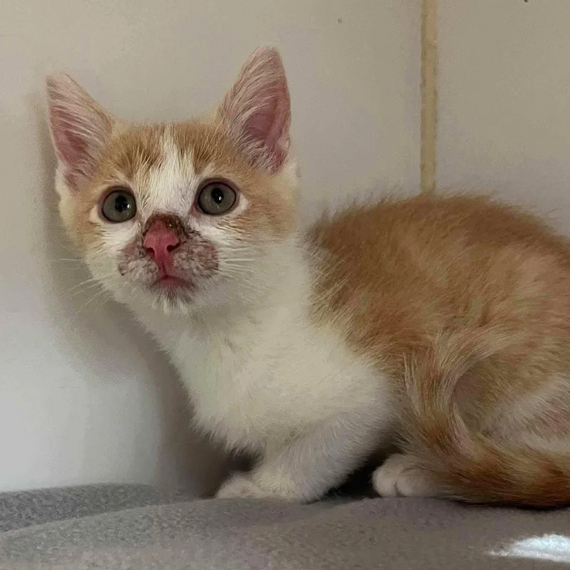 A baby small-sized female White Domestic Short Hair cat named Creamsicle for adoption in Oakland, CA