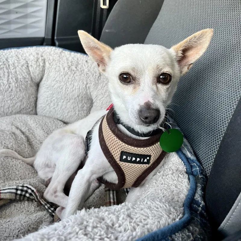 A senior small-sized male White / Cream Chihuahua dog named Bean for adoption in New Orleans, LA