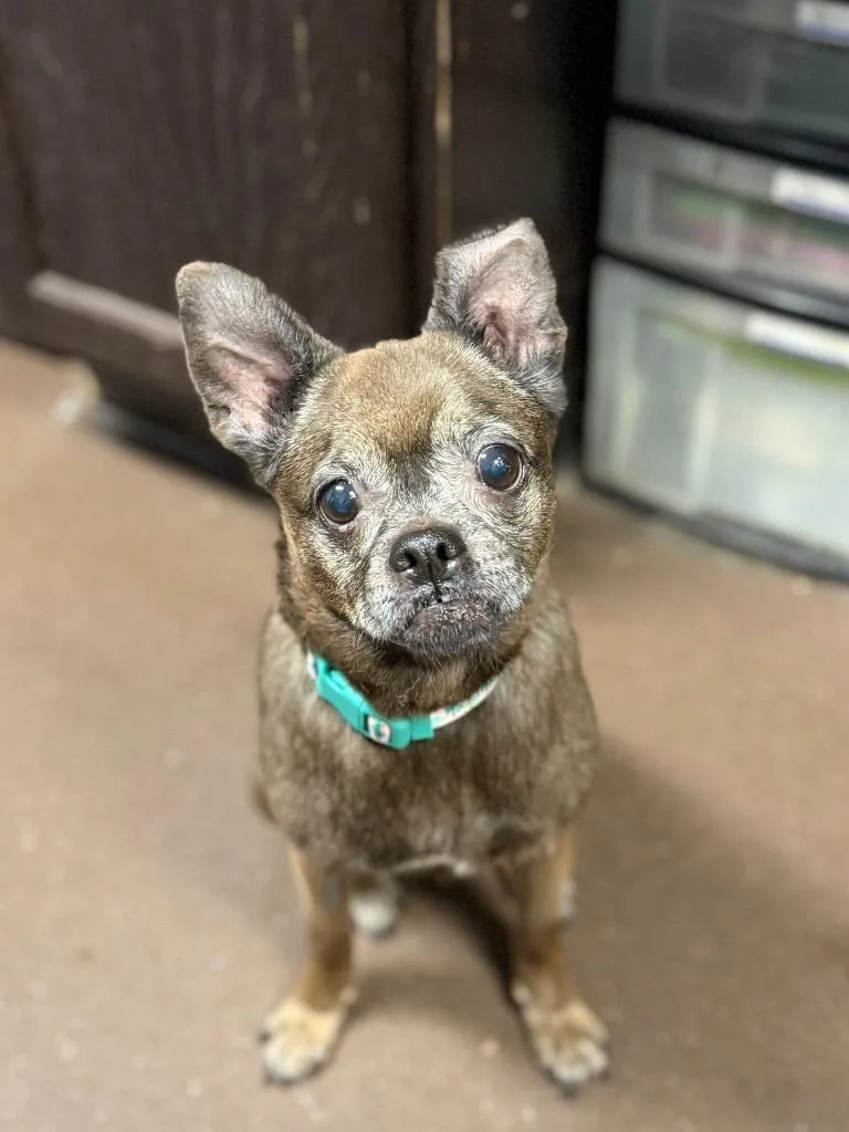 A senior small-sized female Chihuahua dog named Flora for adoption in Port Jervis, NY