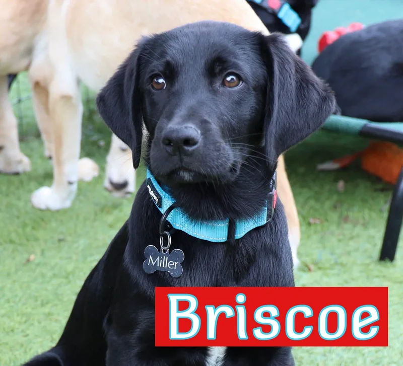 Texas B Litter thumbnail 5