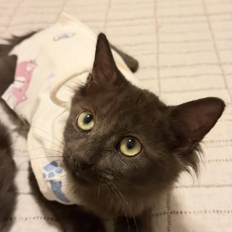 A baby small-sized female Black Domestic Medium Hair cat named Marmie for adoption in Chandler, AZ