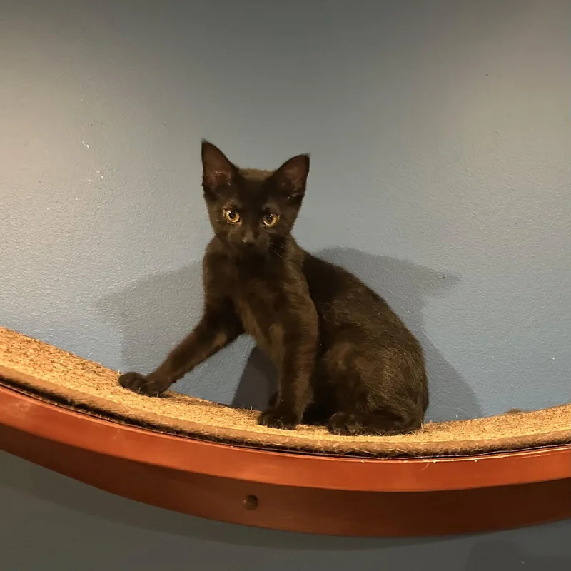 A baby medium-sized female Black Domestic Short Hair cat named Eclipse for adoption in Wheaton, IL