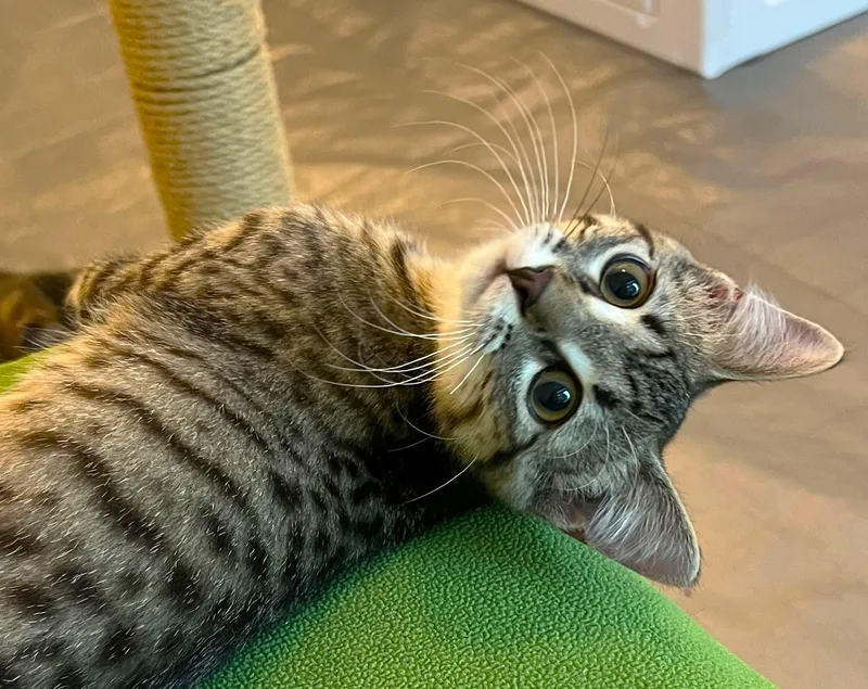 A baby large-sized female Domestic Short Hair cat named Mopple located at for adoption in Cedar Rapids, IA