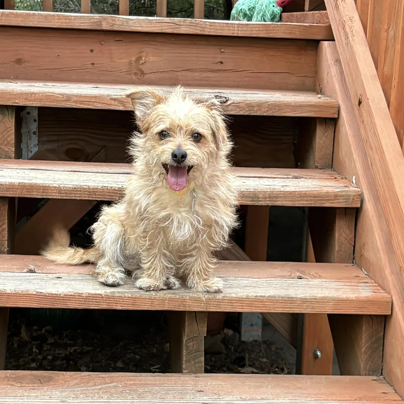 An adult small-sized male Apricot / Beige Cairn Terrier dog named Humphrey for adoption in Denver, CO