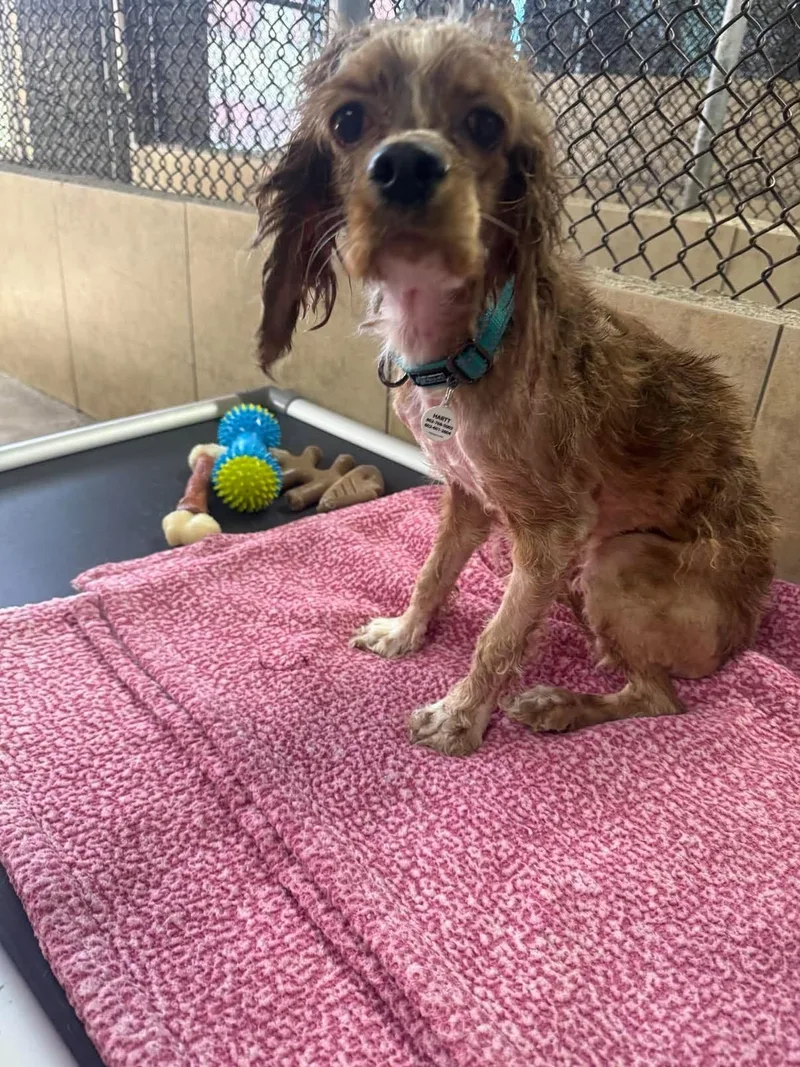 A young small-sized female Apricot / Beige Cocker Spaniel dog named Cosette for adoption in Phoenix, AZ