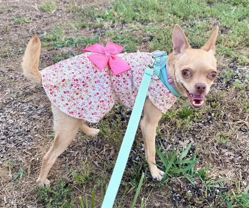 An adult small-sized female Chihuahua dog named Suzi for adoption in Holly Springs, NC