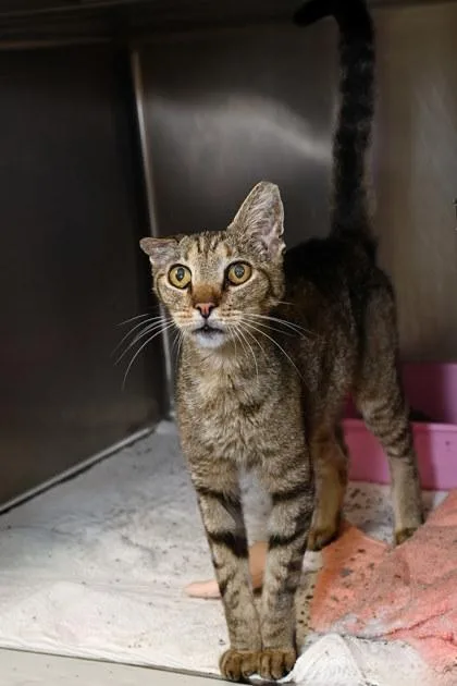 An adult medium-sized male Domestic Short Hair cat named Petey for adoption in Baton Rouge, LA