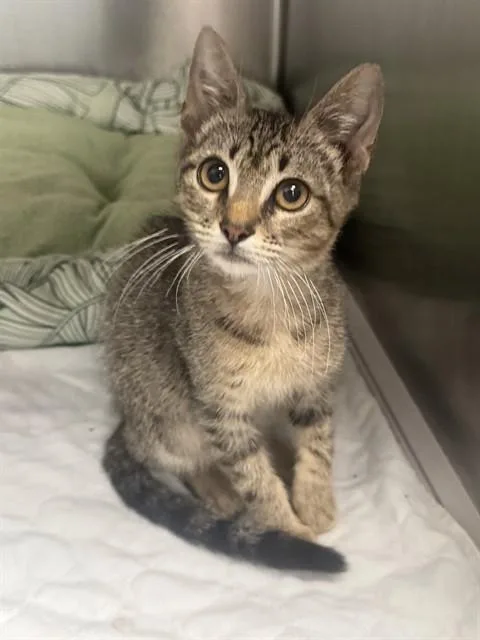 A baby medium-sized male Domestic Medium Hair cat named Blue for adoption in Dallas, TX