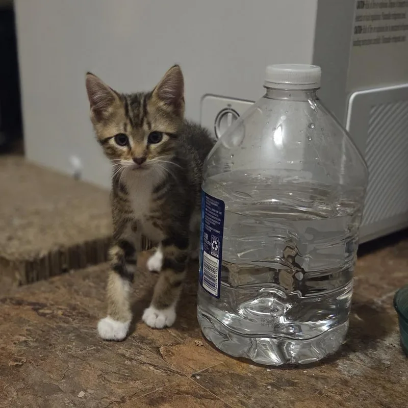 A baby small-sized male Buff / Tan / Fawn Domestic Short Hair cat named Durham for adoption in Wichita, KS