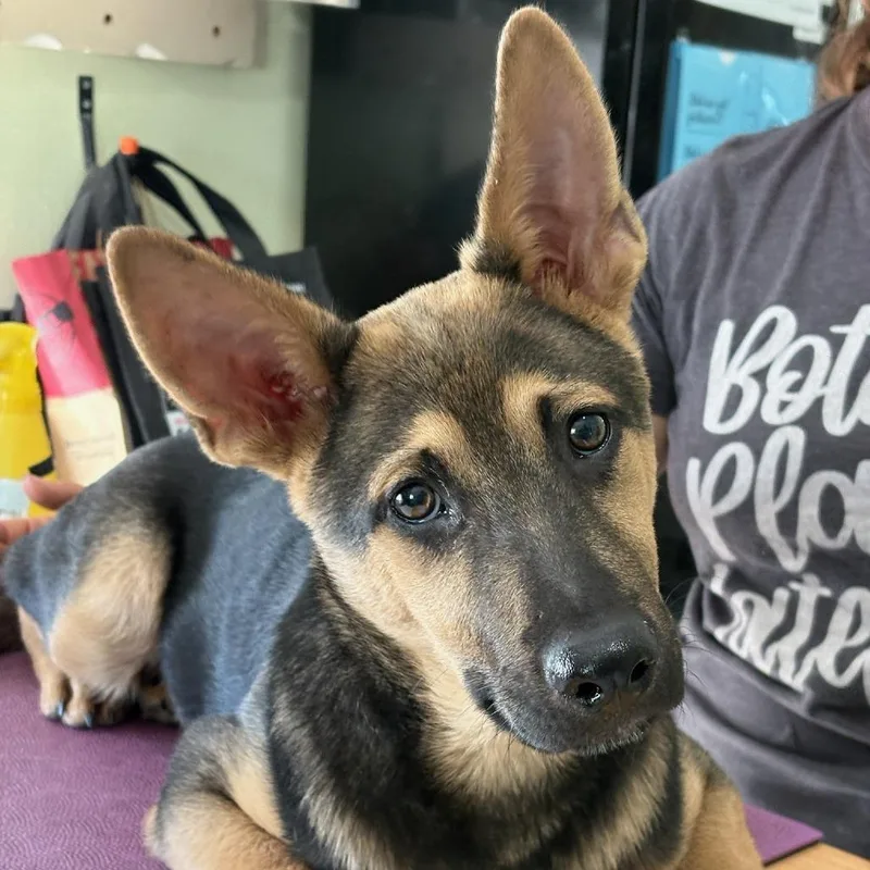 A young large-sized male Black German Shepherd Dog dog named Echo for adoption in San Antonio, TX