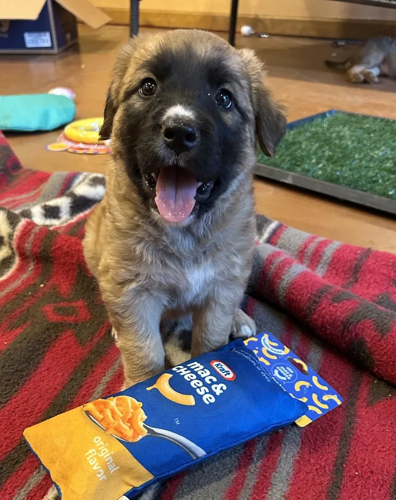 A baby medium-sized male Shepherd dog named Atlas for adoption in Redwood City, CA