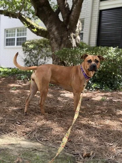 A young medium-sized female Mixed Breed dog named Monica for adoption in Atlanta, GA
