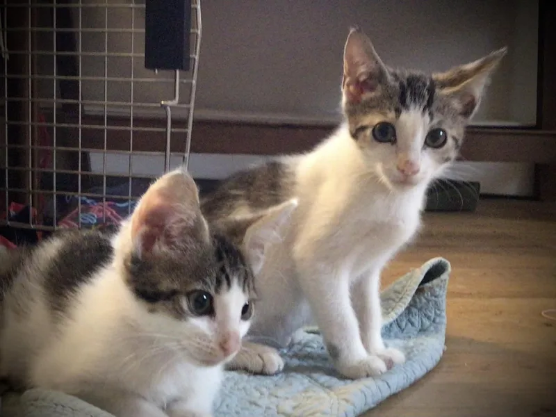 A baby medium-sized male Tabby (Gray / Blue / Silver) Domestic Short Hair cat named Jack and Jim for adoption in Monson, MA
