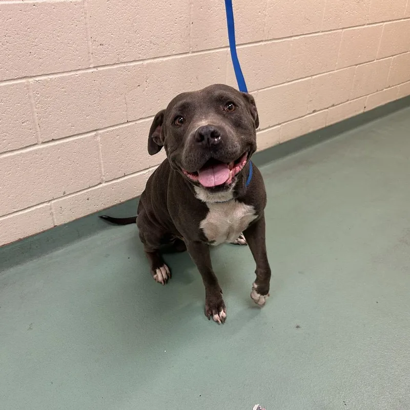 A senior large-sized male Gray / Blue / Silver Mixed Breed dog named Blue for adoption in Memphis, TN
