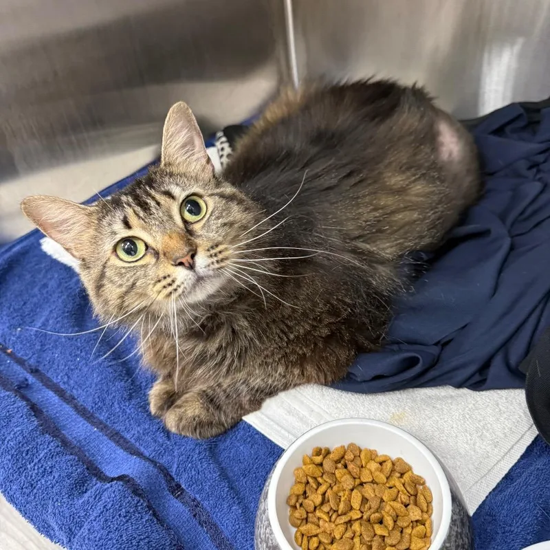 An adult extra large-sized female Brown / Chocolate Domestic Medium Hair cat named Cassandra for adoption in Lake Panasoffkee, FL