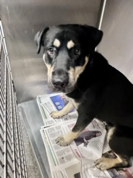 A young large-sized male German Shepherd Dog dog named Jake for adoption in Los Angeles, CA
