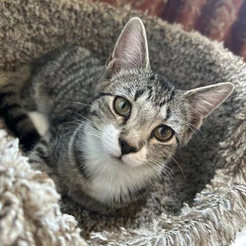 A baby small-sized female Tabby (Brown / Chocolate) Domestic Short Hair cat named Hazel for adoption in Gaithersburg, MD