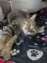 A young medium-sized female Tabby (Brown / Chocolate) Domestic Short Hair cat named Baby for adoption in Manitowoc, WI