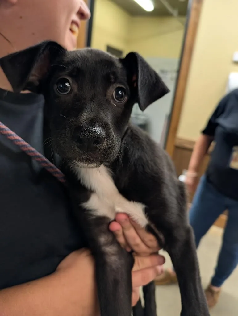 A baby small-sized male Labrador Retriever dog named Shadow for adoption in Douglasville, GA