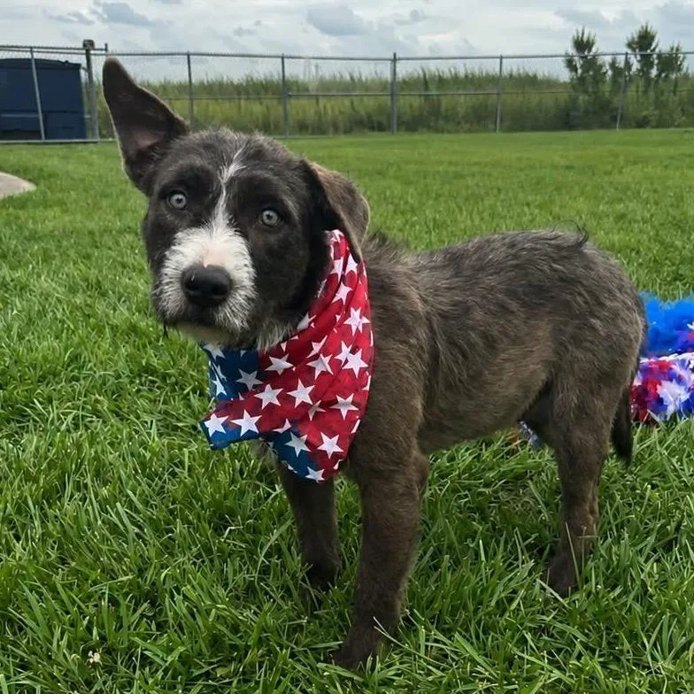 A young medium-sized male Brown / Chocolate German Wirehaired Pointer dog named Kerby for adoption in New Orleans, LA