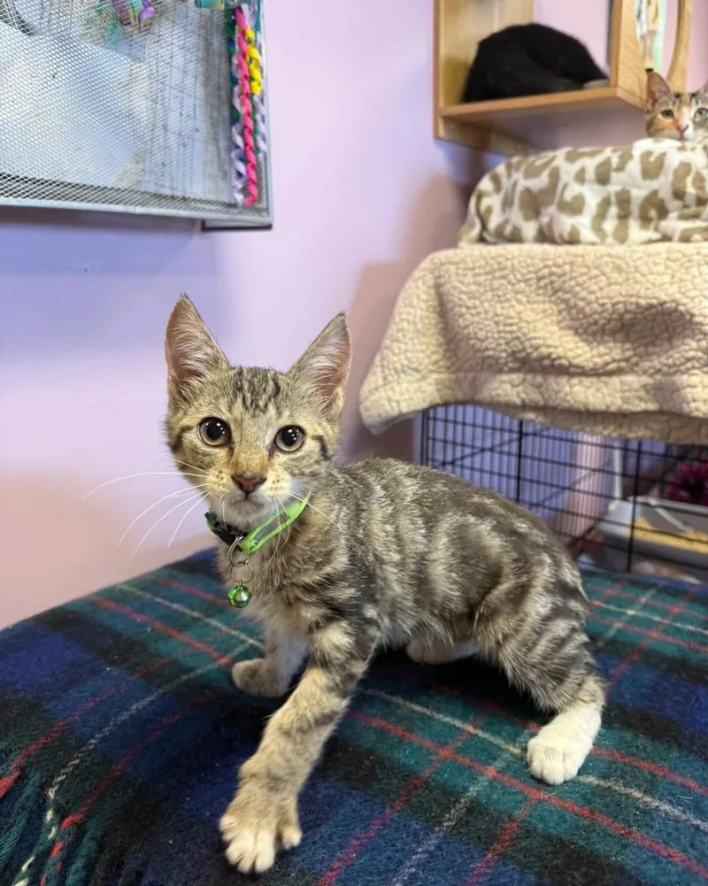 A young small-sized male Tabby (Buff / Tan / Fawn) Domestic Short Hair cat named Frank Sinatra for adoption in Freeport, NY