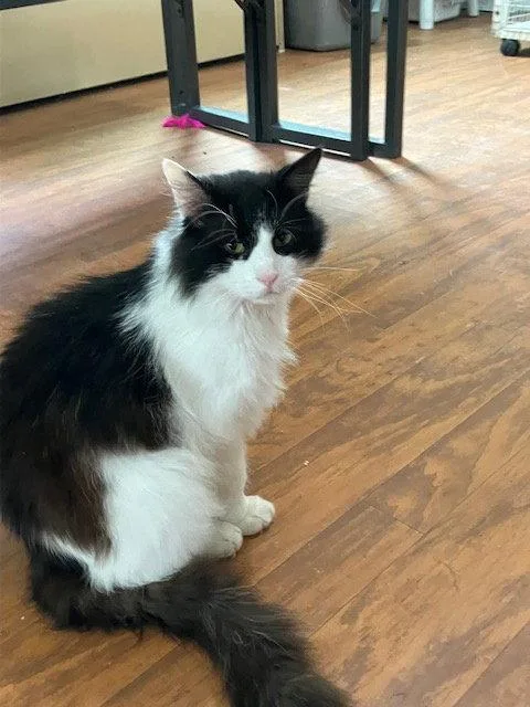 An adult medium-sized male Black & White / Tuxedo Domestic Long Hair cat named Benjamin Buttons for adoption in Chicago, IL