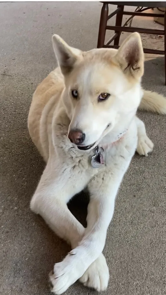 Nikko Aka Ice thumbnail 4