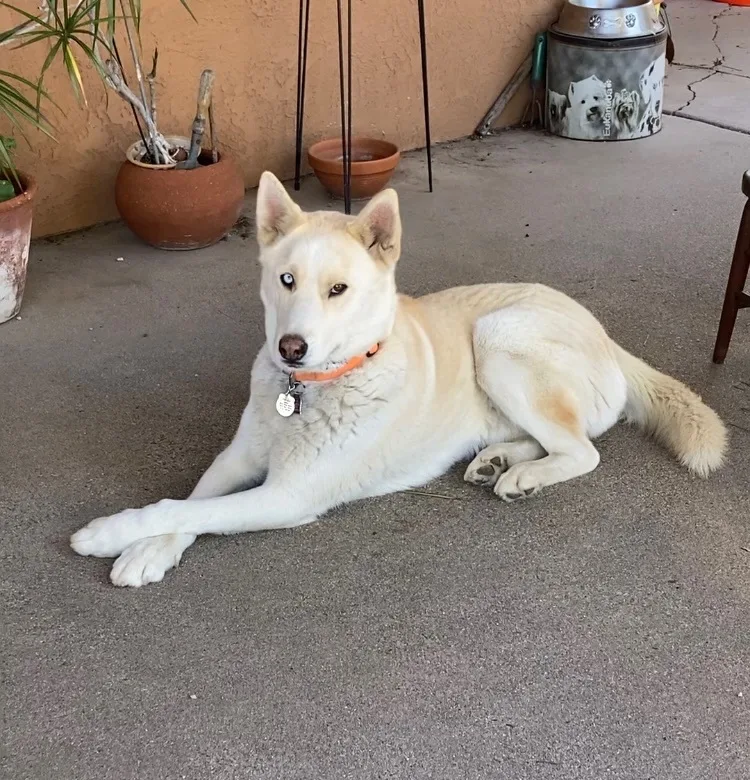 Nikko Aka Ice thumbnail 5