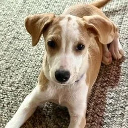 A baby medium-sized female Yellow / Tan / Blond / Fawn Mixed Breed dog named Bethany for adoption in Cumberland, RI