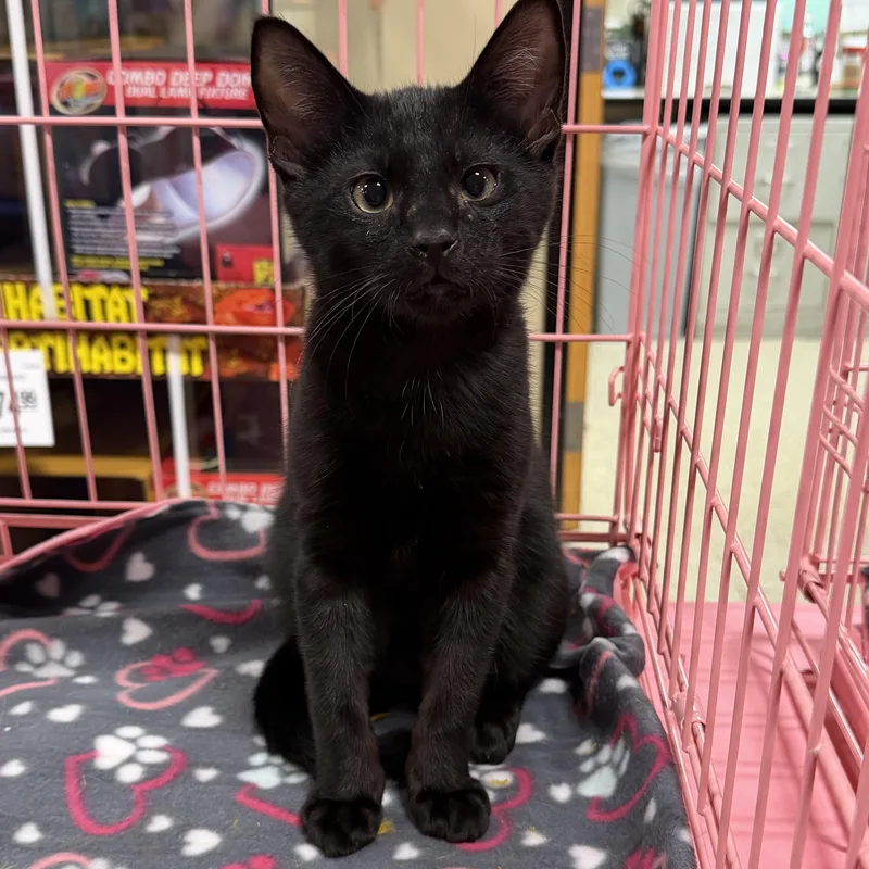 Ginny’s Blk thumbnail 2