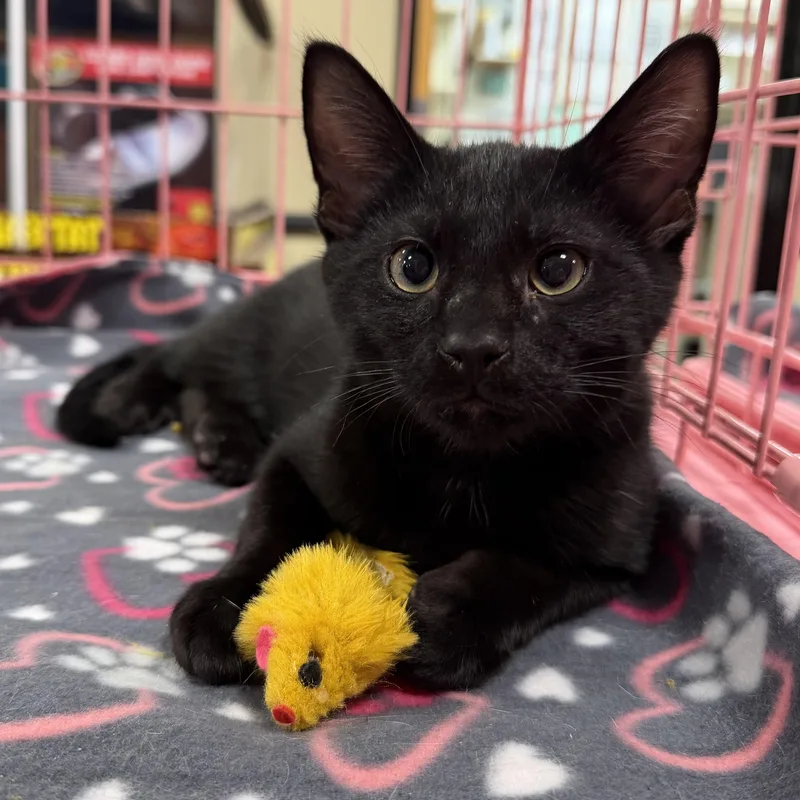 Ginny’s Blk thumbnail 3