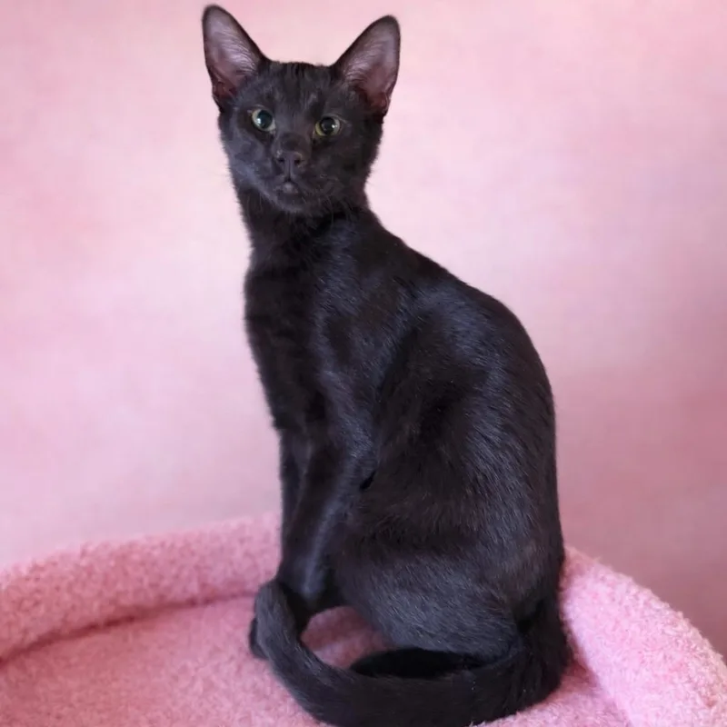 Ginny’s Blk thumbnail 4