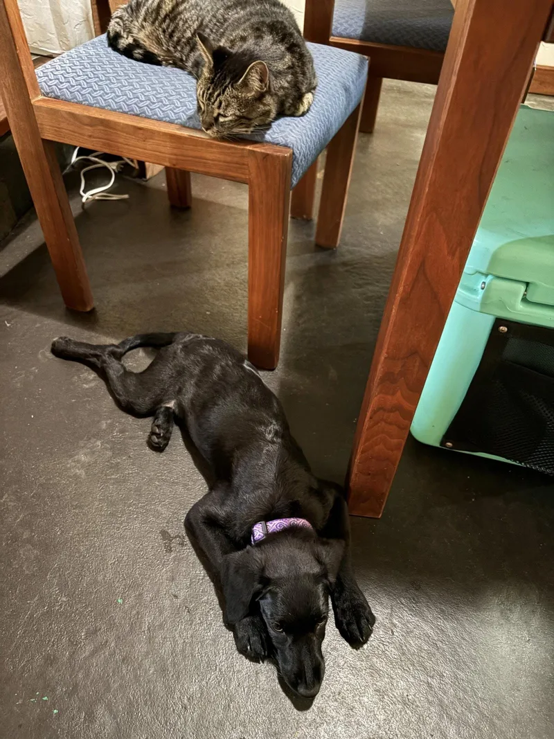 A baby medium-sized female Labrador Retriever dog named Dory for adoption in Aurora, CO