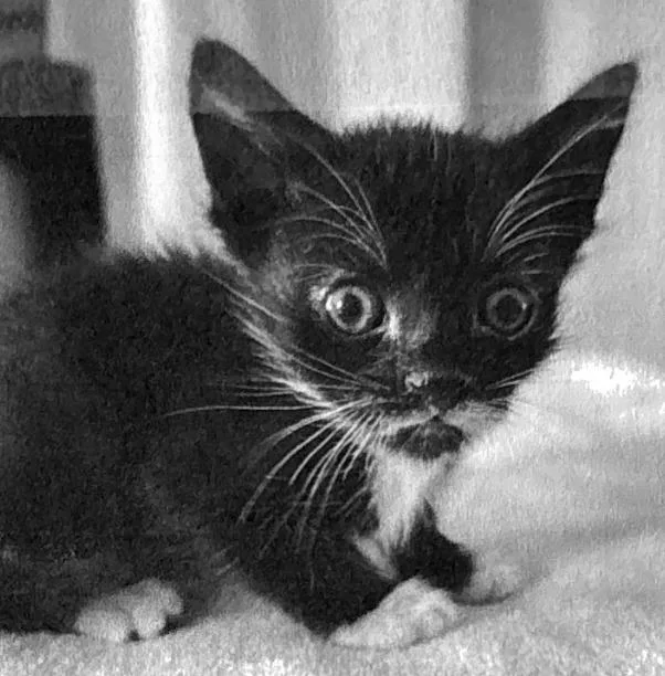 A baby medium-sized female Domestic Short Hair cat named Showtime for adoption in San Pedro, CA
