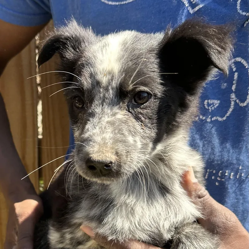 Blue  Local April thumbnail 2