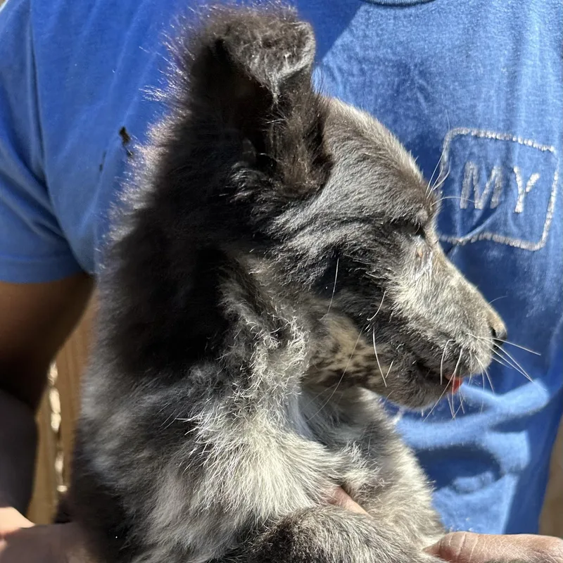 Blue  Local April thumbnail 3