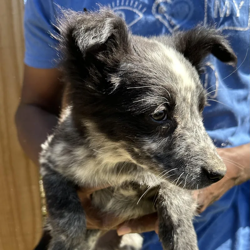 Blue  Local April thumbnail 4