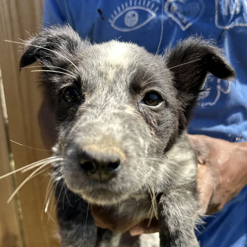 Blue  Local April thumbnail 5