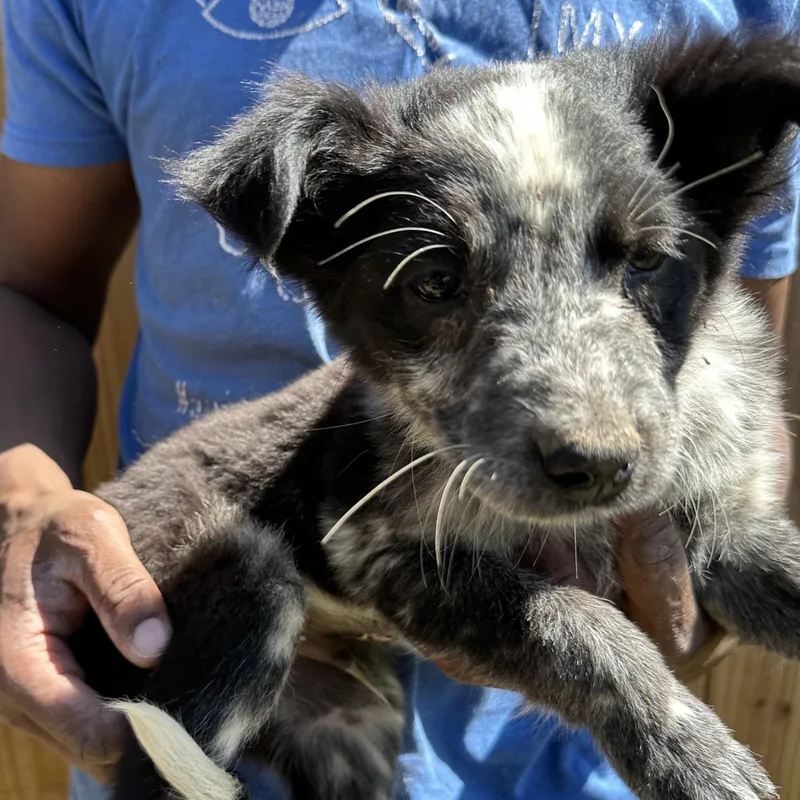 Blue  Local April thumbnail 6