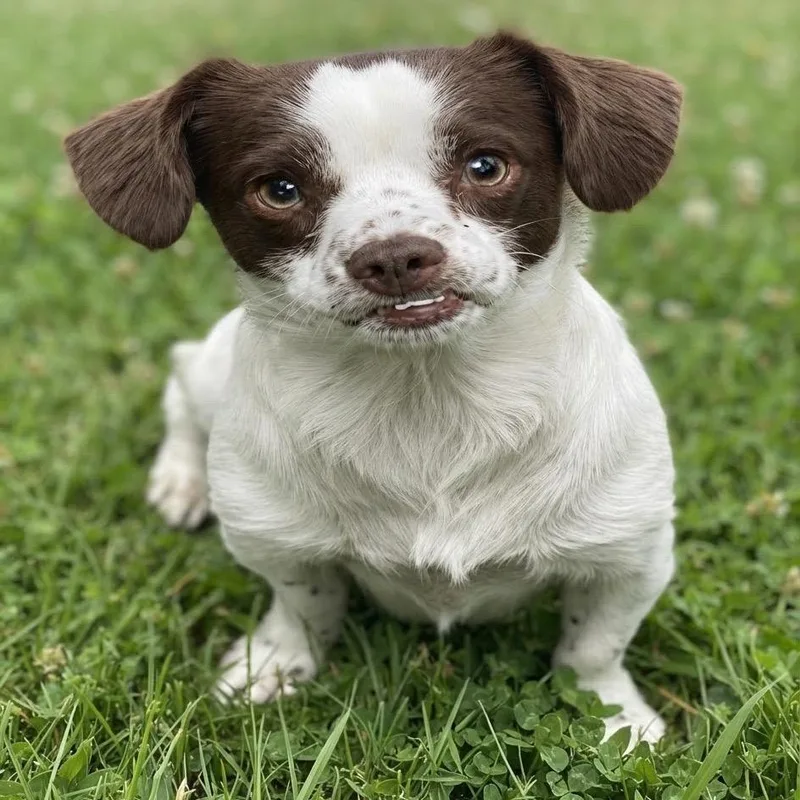 A young small-sized male White / Cream Cavalier King Charles Spaniel dog named Dash for adoption in Las Vegas, NV