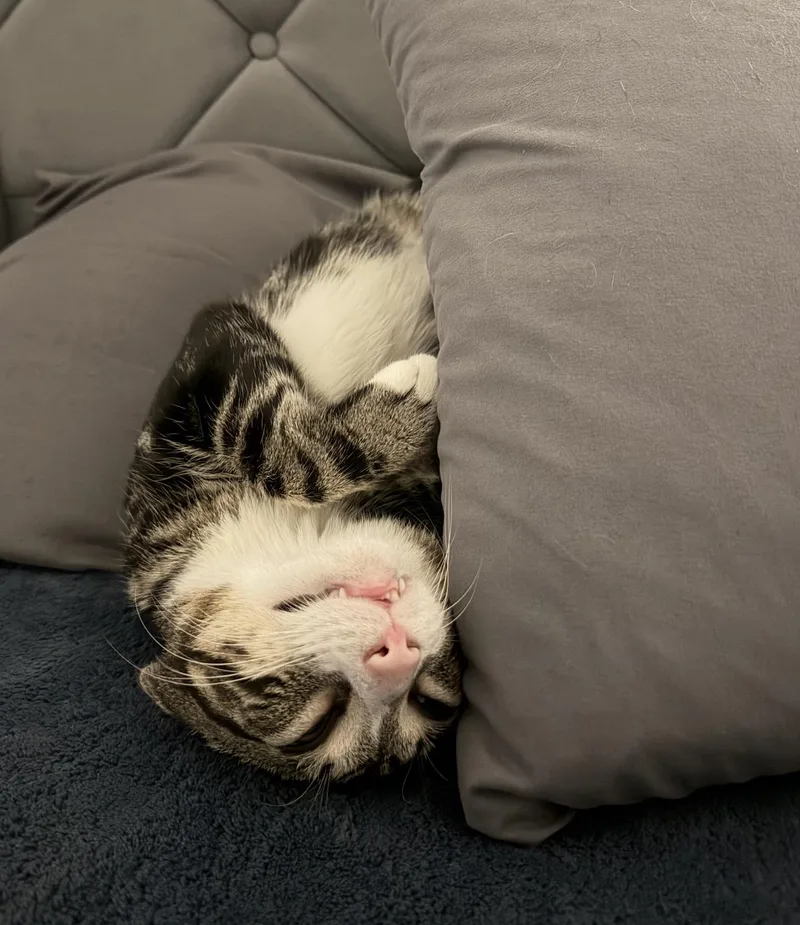 A young medium-sized male Tabby (Tiger Striped) Domestic Short Hair cat named Teriyaki for adoption in Staten Island, NY