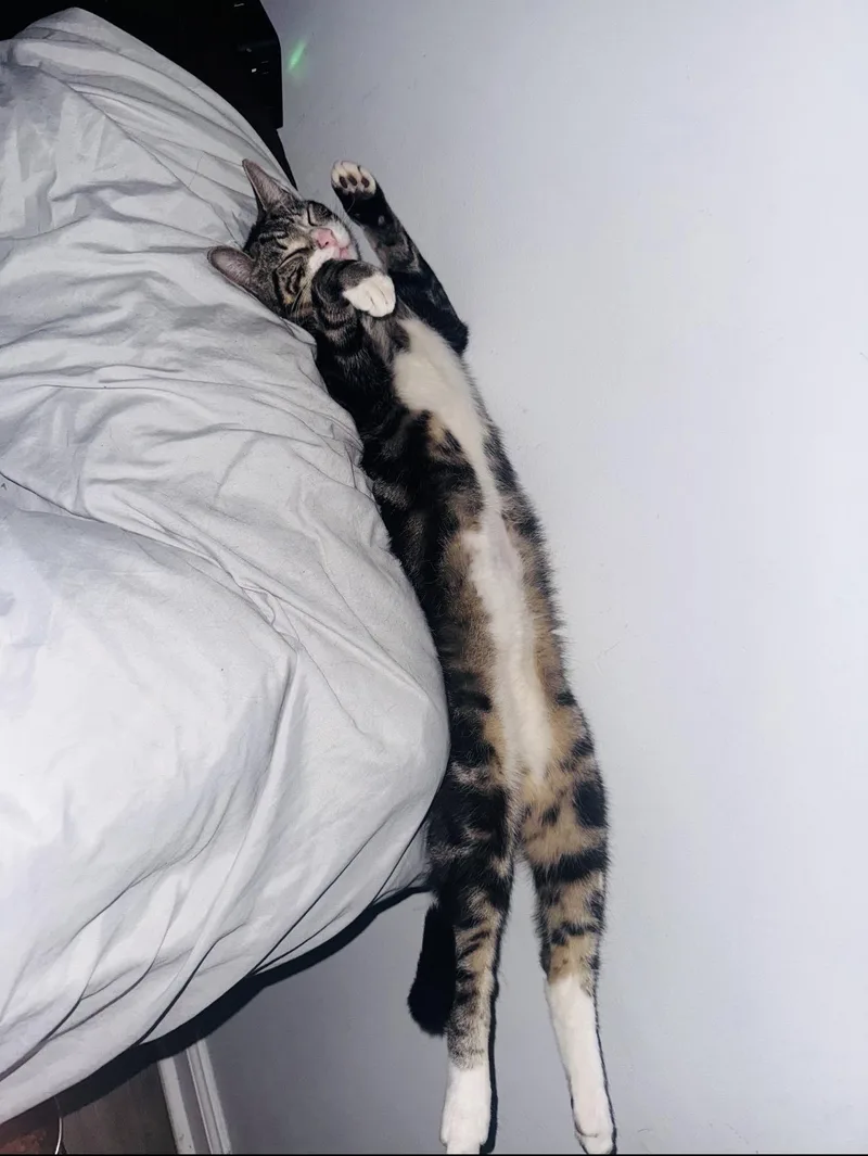 Teriyaki thumbnail 2