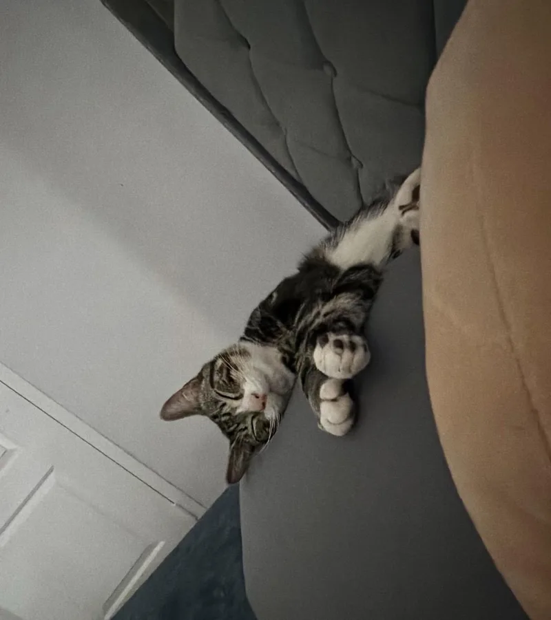 Teriyaki thumbnail 3