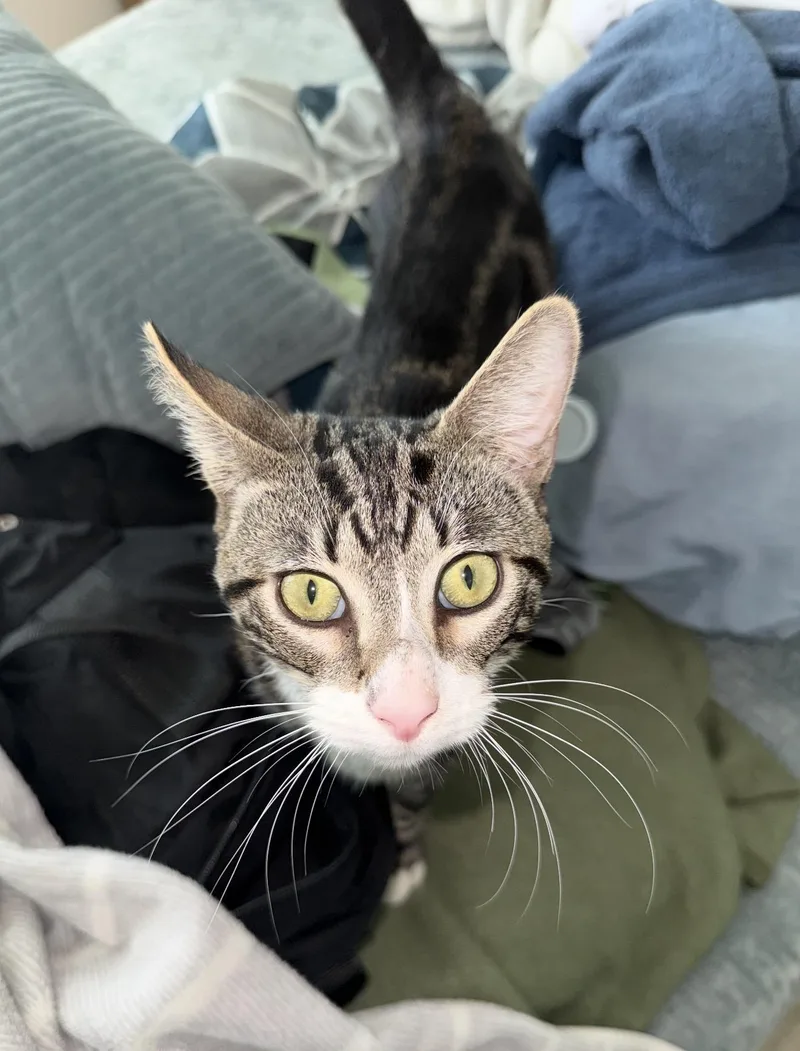 Teriyaki thumbnail 4