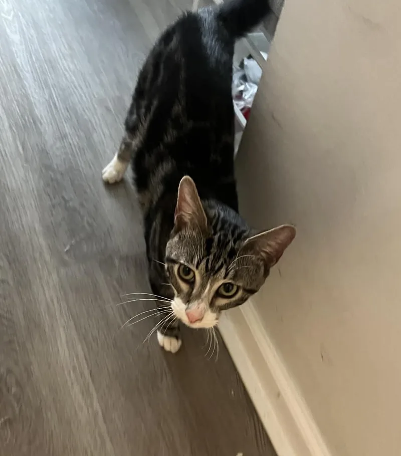 Teriyaki thumbnail 5