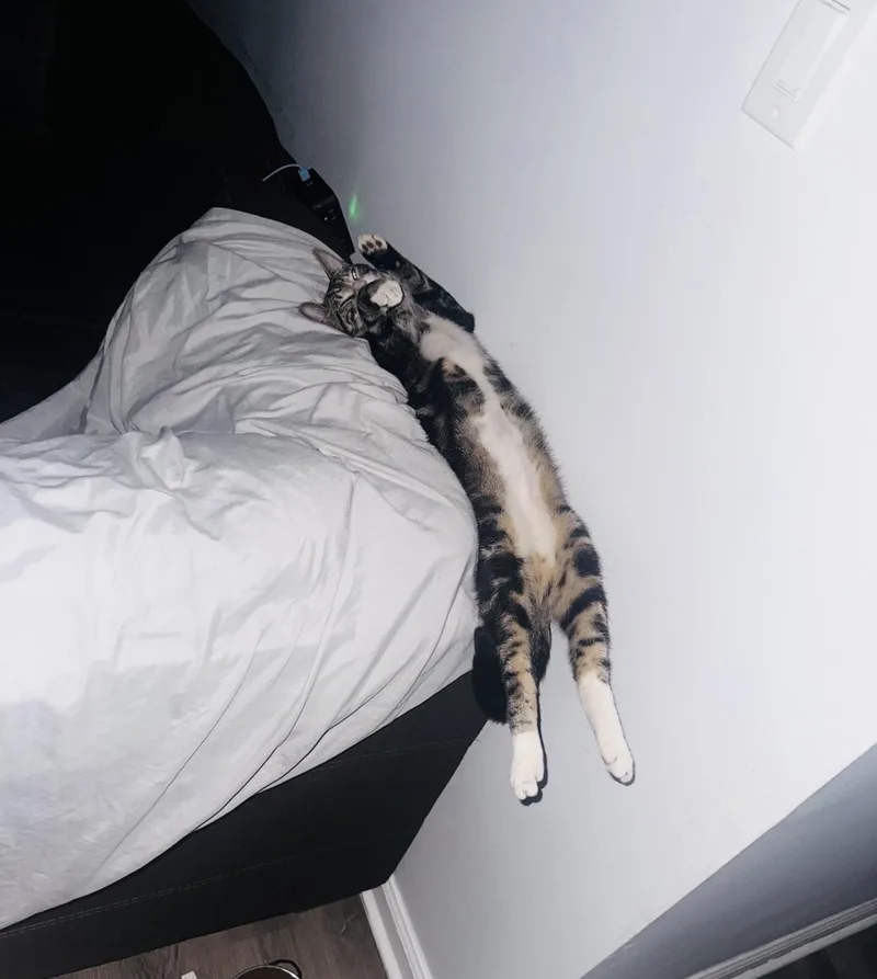 Teriyaki thumbnail 6