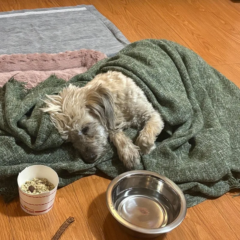An adult small-sized male Apricot / Beige Terrier dog named Opossum for adoption in Las Vegas, NV