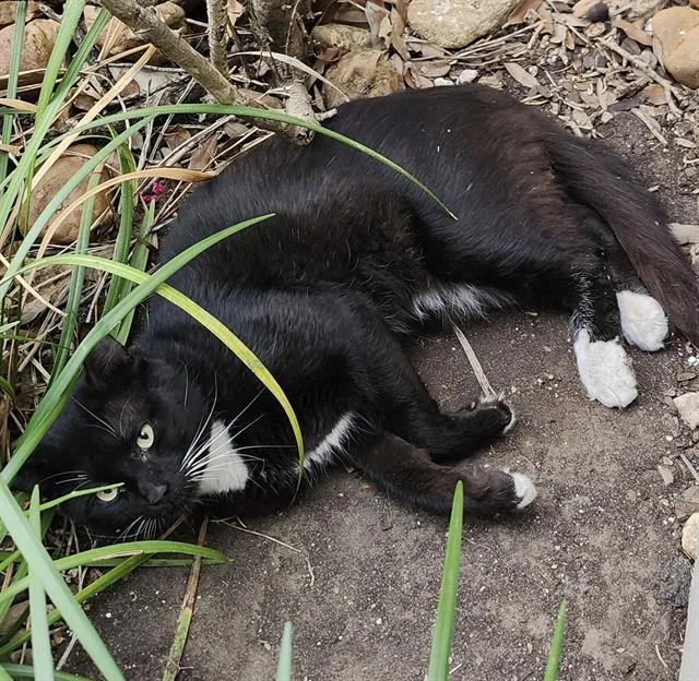 An adult large-sized male Domestic Short Hair cat named Magic for adoption in San Antonio, TX